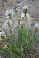 Plancia ëd Oxytropis sordida