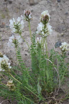 Image de Oxytropis sordida