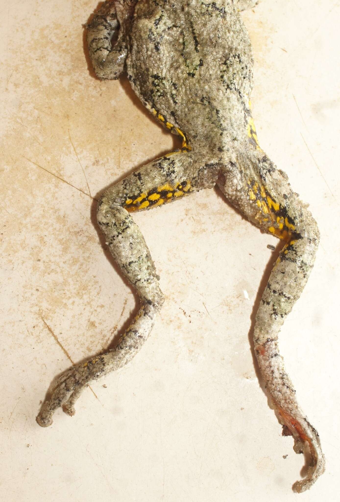 Image of Gray Treefrog