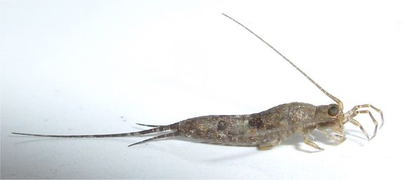 Image of Petrobius