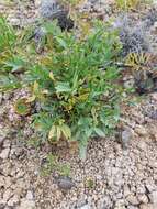 Image de Oxytropis caespitosa (Pall.) Pers.