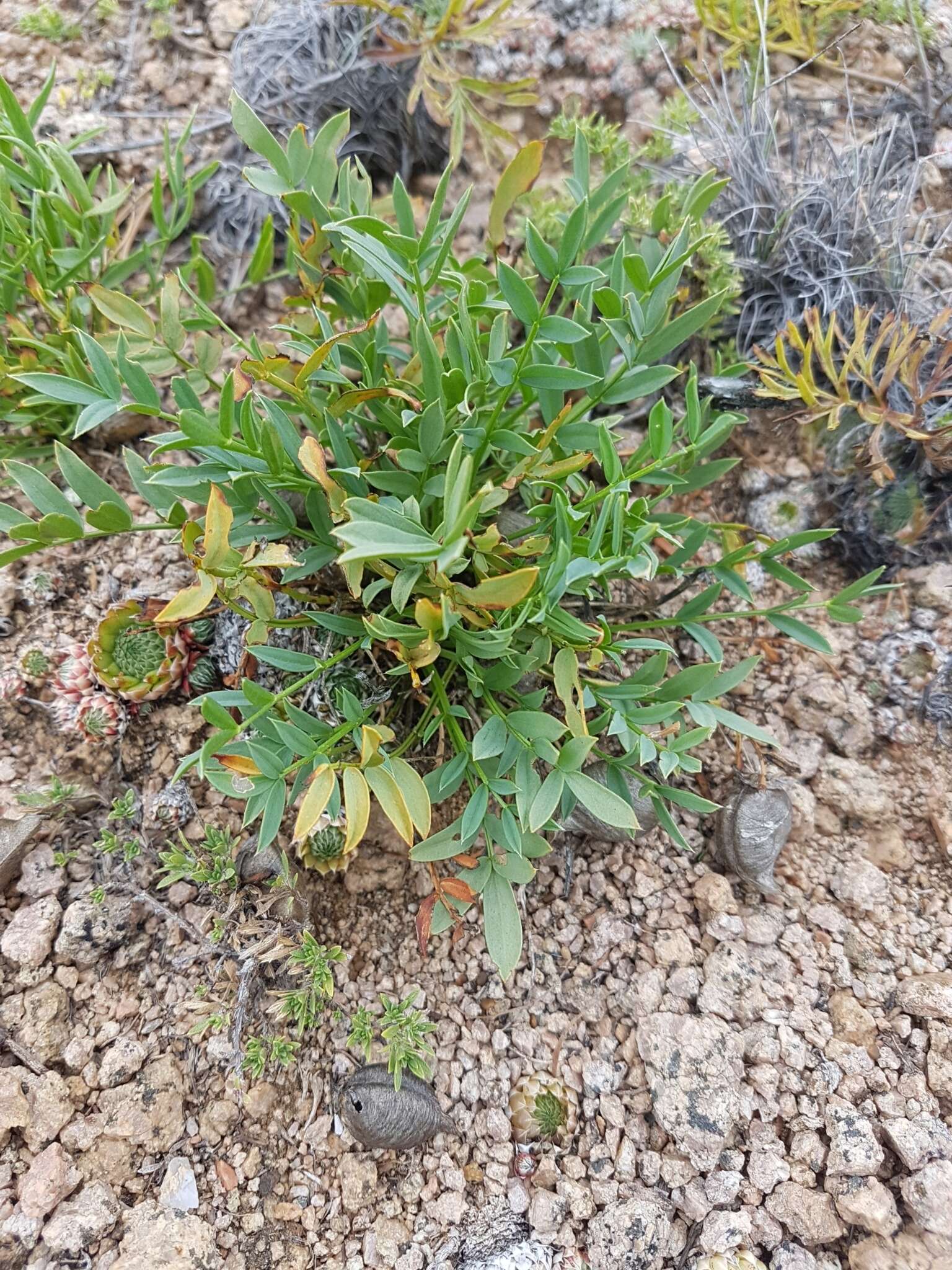 Image of Oxytropis caespitosa (Pall.) Pers.