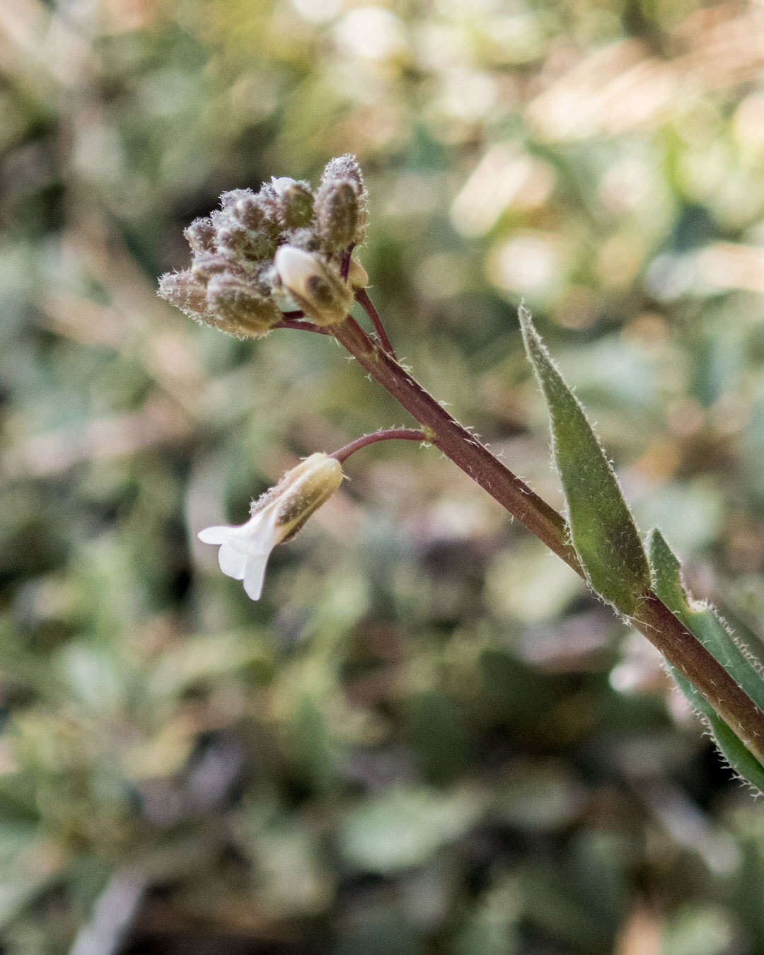 Image of Holboell's rockcress