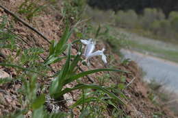 Image of Iris graeberiana Sealy