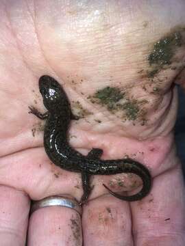 Image of Dusky Salamander