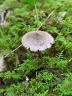 Image of Entoloma nodosporum (G. F. Atk.) Noordel. 1979