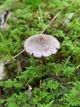 Imagem de Entoloma nodosporum (G. F. Atk.) Noordel. 1979