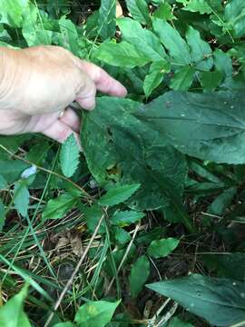 Image of roundleaf goldenrod