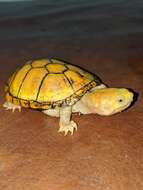 Image of Jalisco mud turtle