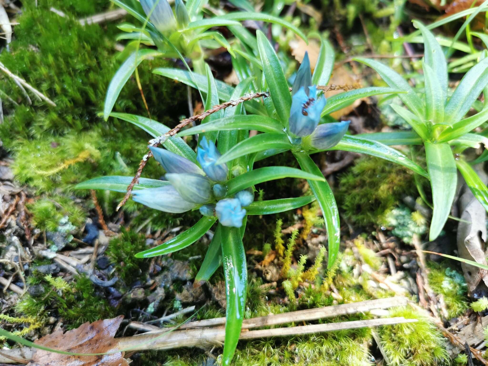 Image de Gentiana davidii Franch.