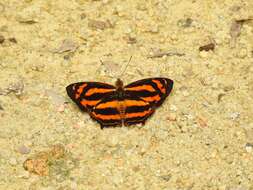 Image of Symbrenthia hippoclus selangorana Corbet 1948