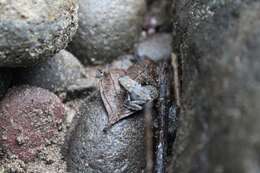 Image of Rhaebo ecuadorensis Mueses-Cisneros, Cisneros-Heredia & McDiarmid 2012