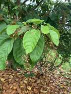 Image of Sterculia parviflora Roxb.