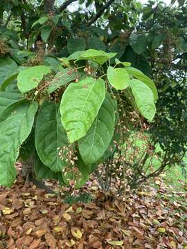 Image de Sterculia parviflora Roxb.