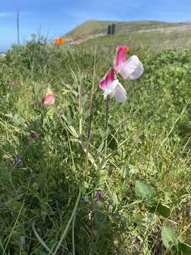 Image of Sweet Pea