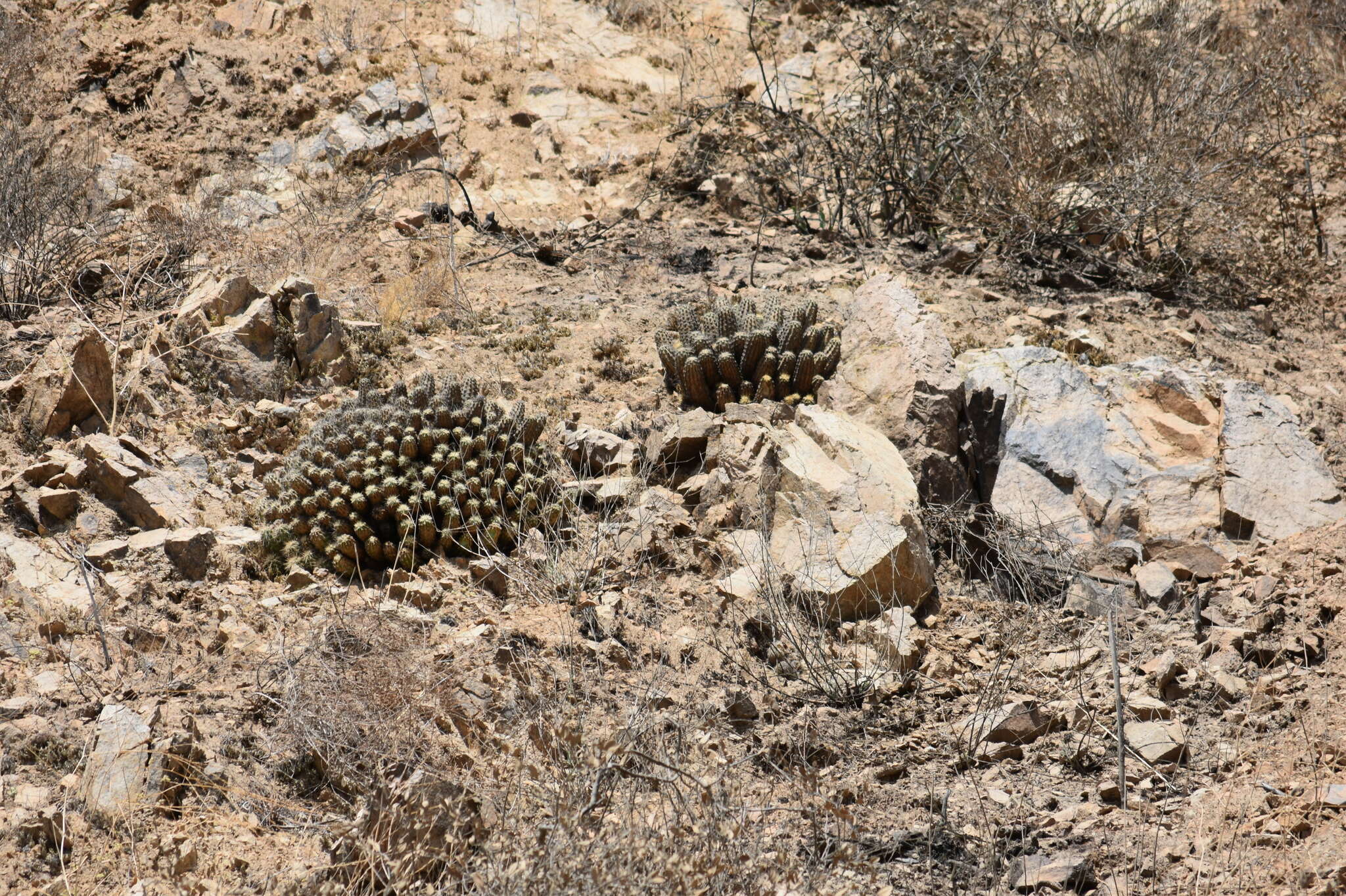 Image of Echinocereus pacificus (Engelm. ex Orcutt) Britton & Rose