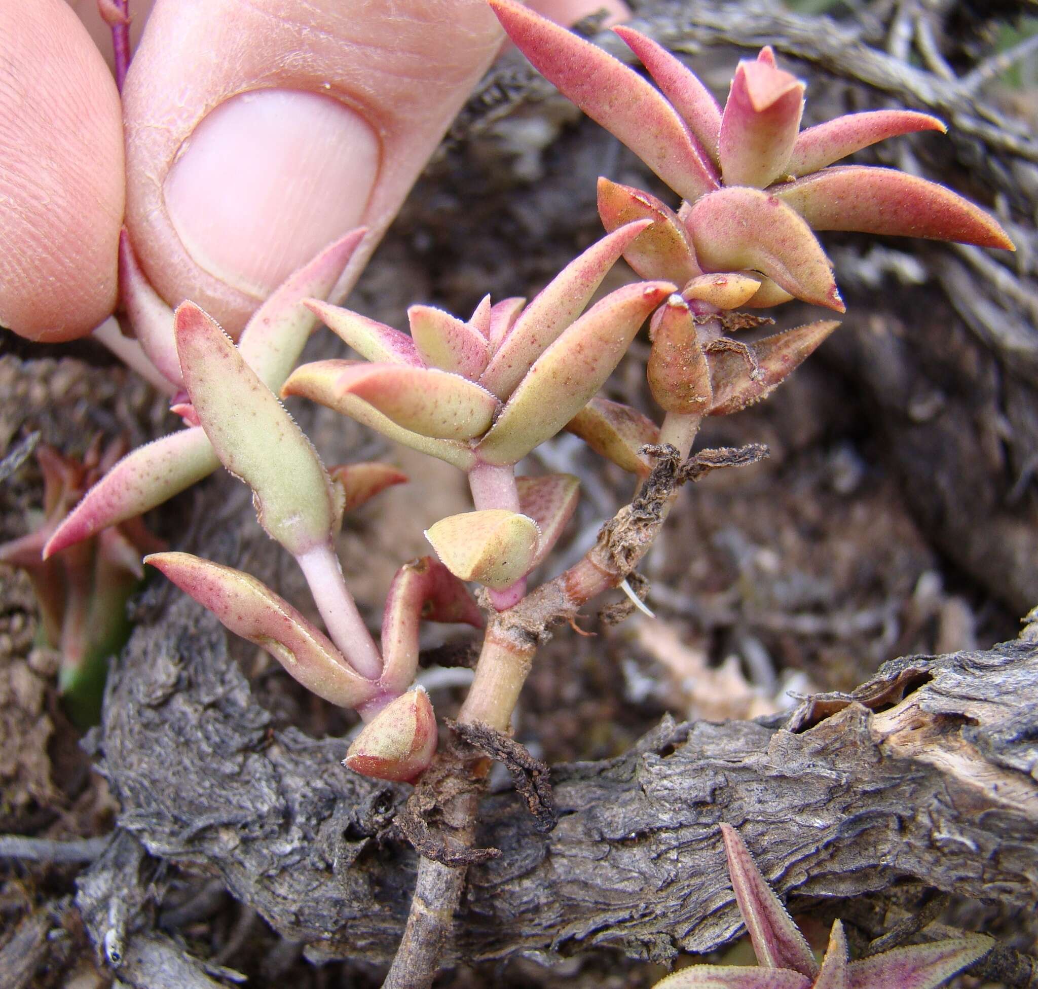 Слика од Crassula capitella subsp. thyrsiflora (Thunb.) Tölken