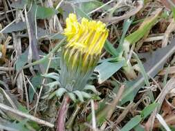 Sivun Taraxacum sinicum Kitag. kuva