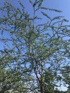 Image of Slender three-thorned acacia