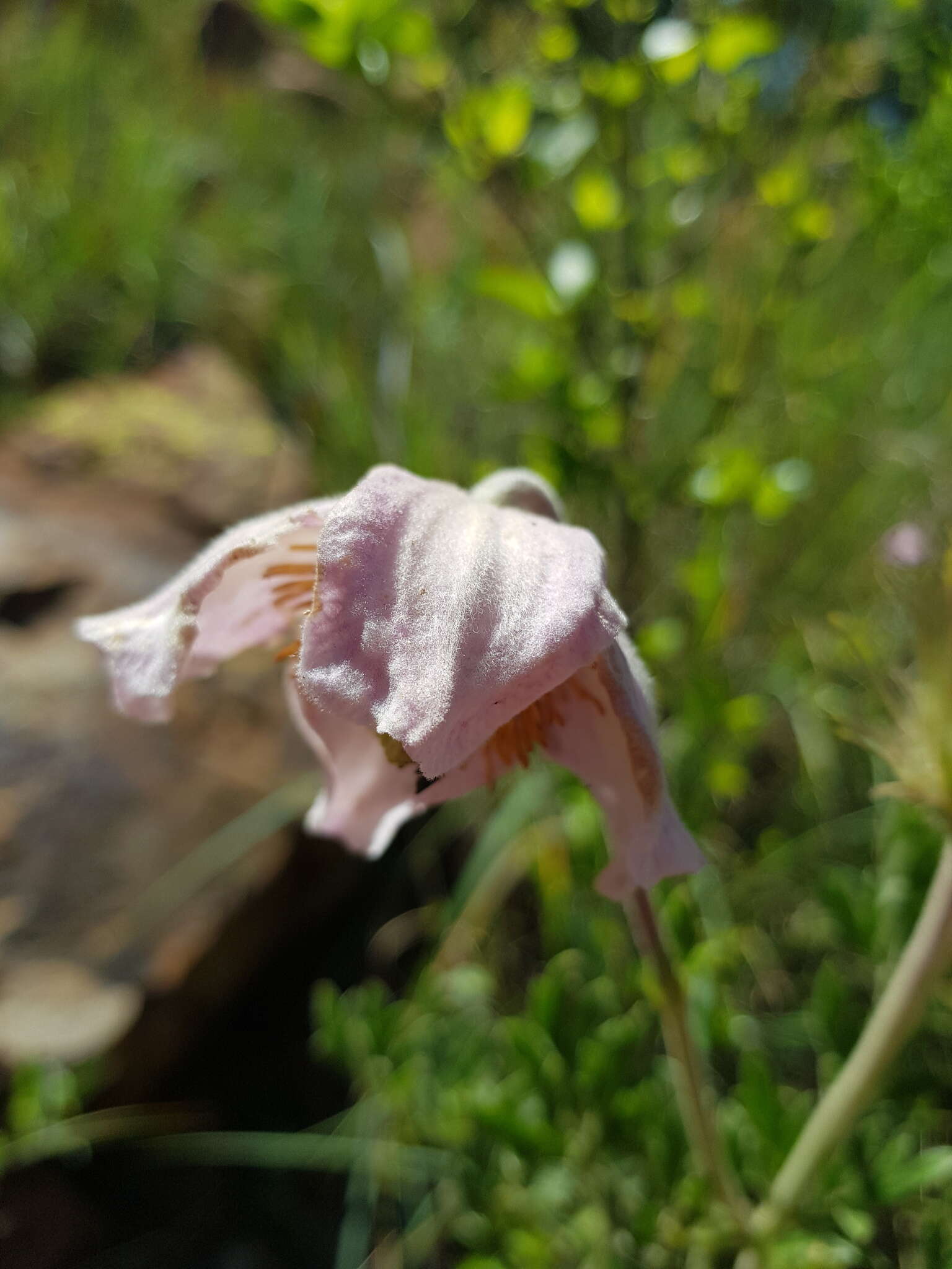 صورة Clematis villosa subsp. villosa