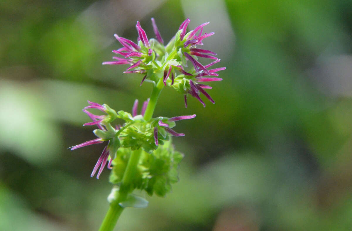 Слика од Thalictrum occidentale A. Gray