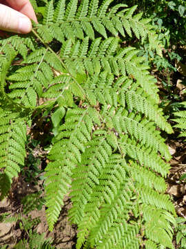 Image of Hypolepis tenuifolia (Forst.) Bernh.