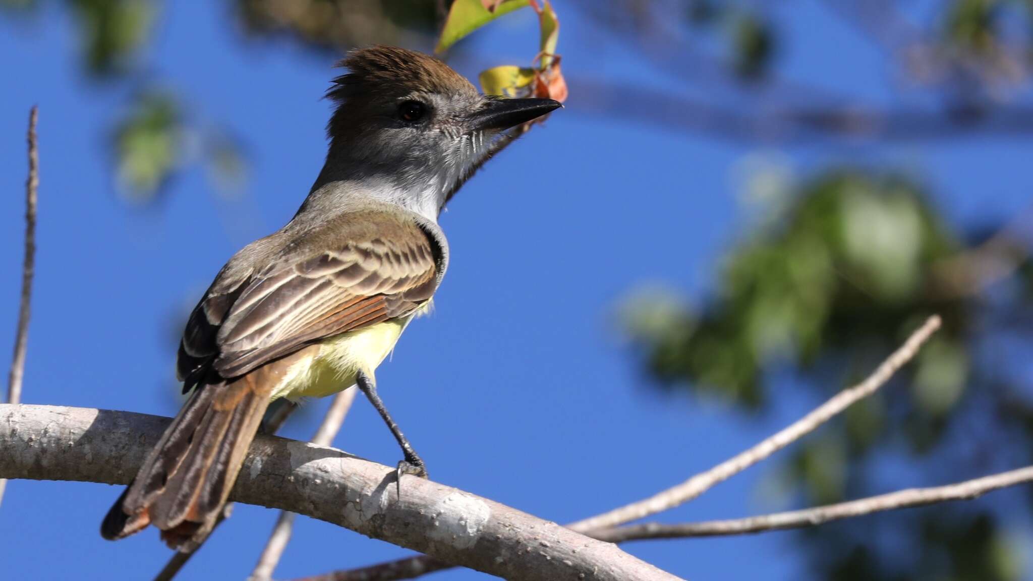 Image of Brown-crested Flycatcher