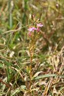 Image of Centaurium littorale subsp. compressum (Hayne) J. Kirschner