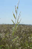 Image of hairy cupgrass