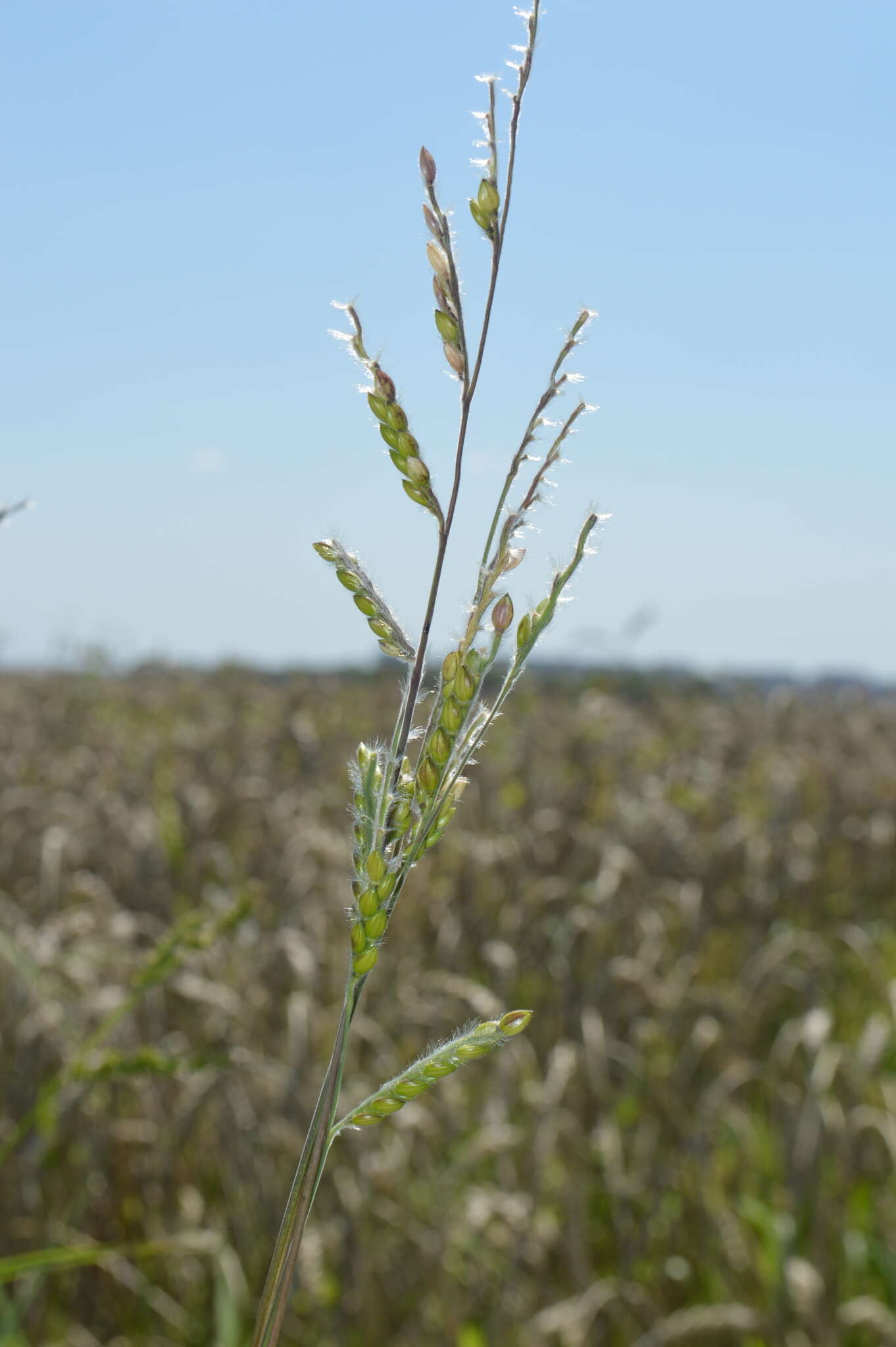 Image of hairy cupgrass