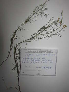 Image of Linaria odora (Bieb.) Fischer