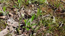 Antennaria parlinii subsp. parlinii resmi