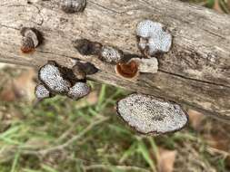 Image de Phaeotrametes decipiens (Berk.) J. E. Wright 1966