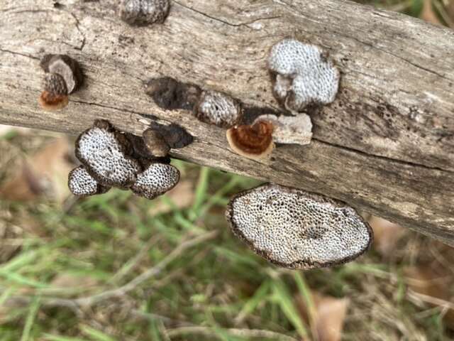 Image of Phaeotrametes decipiens (Berk.) J. E. Wright 1966