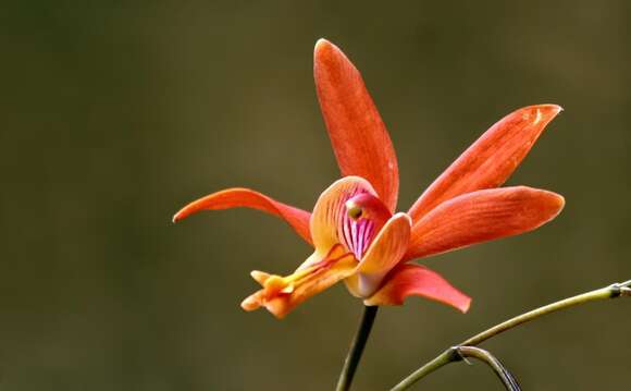 Image of Bletia coccinea Lex.