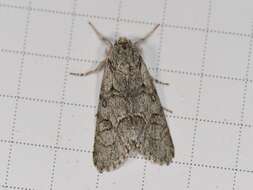 Acronicta tota Grote 1878 resmi