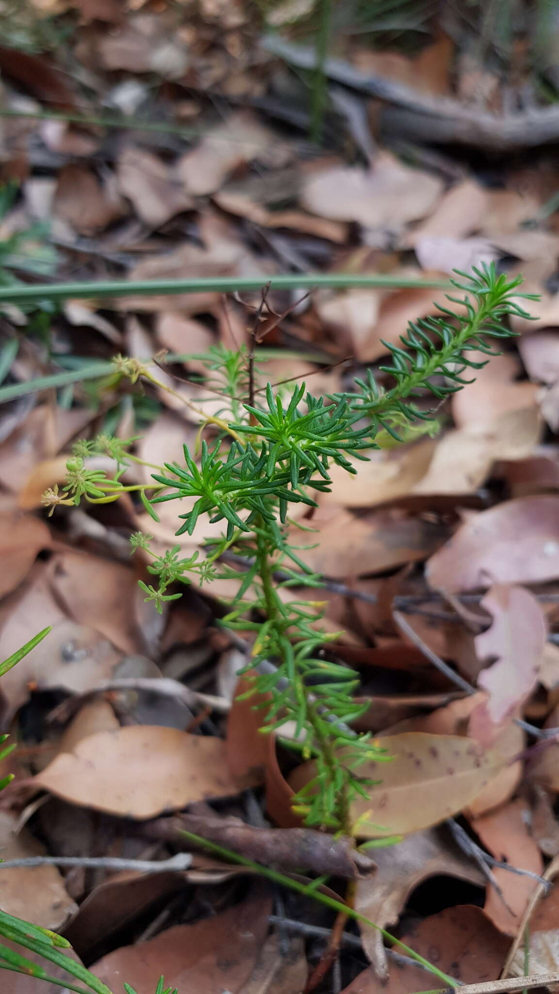 Imagem de Poranthera ericifolia Rudge