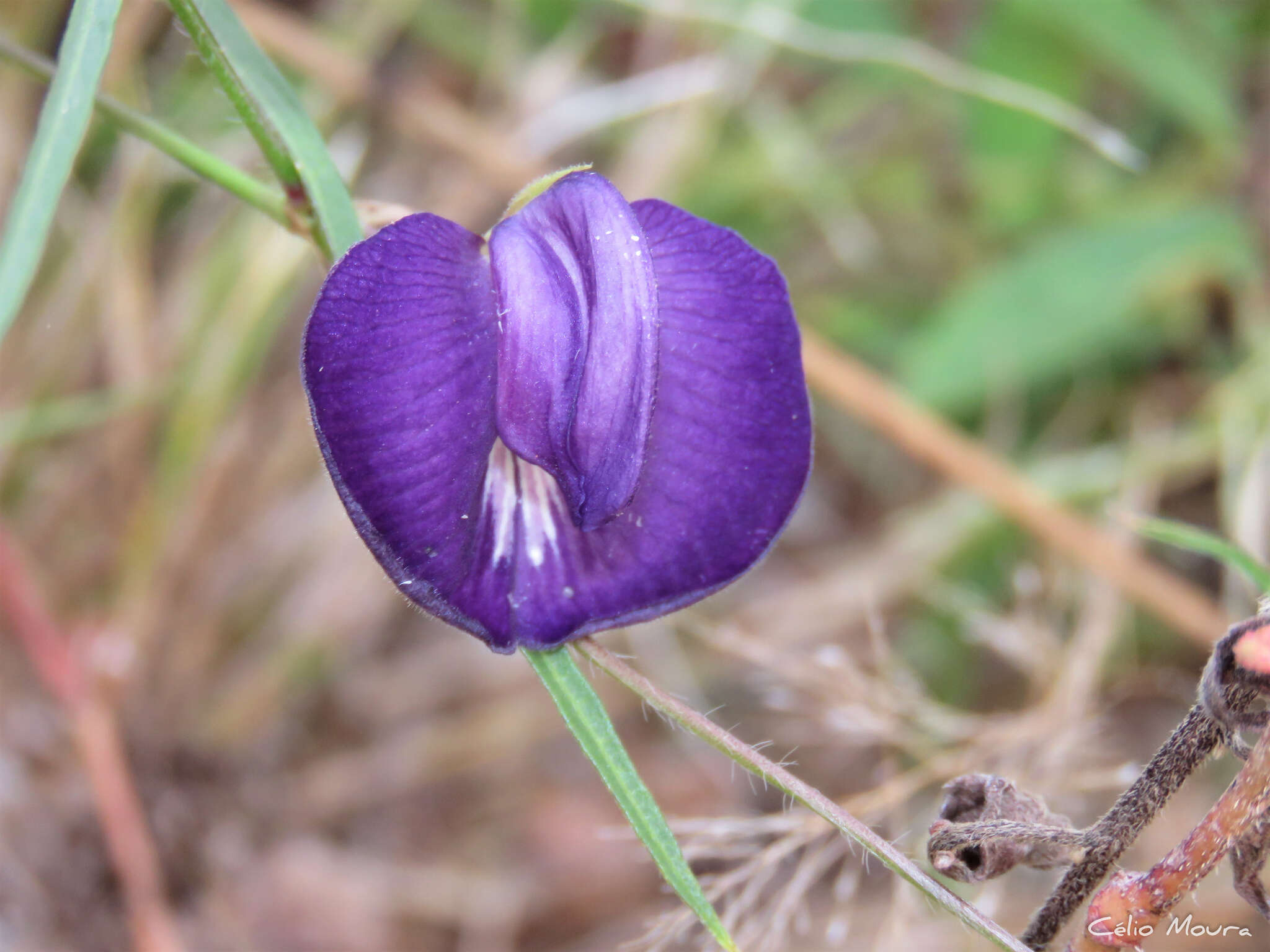 Image of Centrosema pascuorum Benth.