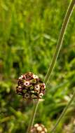 Image of Oxypetalum arnottianum Buek ex Fourn.