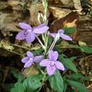 Pseuderanthemum crenulatum (Lindl.) Radlk. resmi