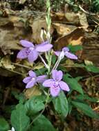 Image de Pseuderanthemum crenulatum (Lindl.) Radlk.