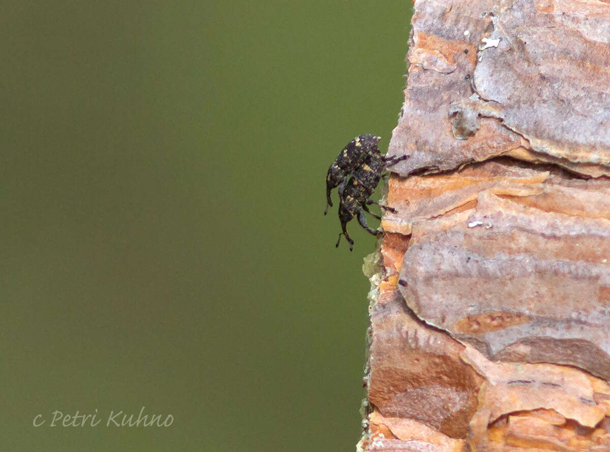 Image of Pissodes weevil