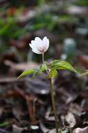 صورة Anemone trifolia subsp. albida (Mariz) Ulbr.