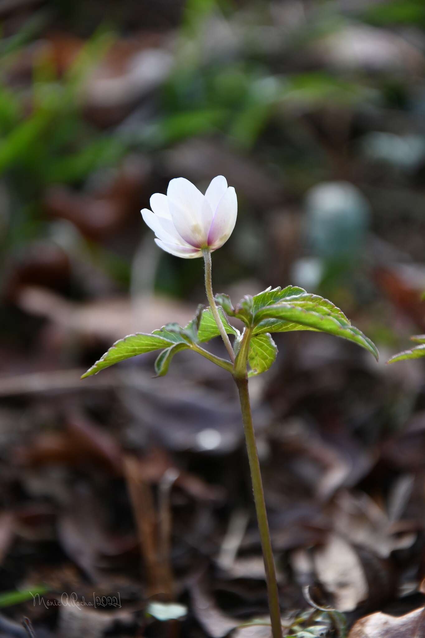 Plancia ëd Anemone trifolia subsp. albida (Mariz) Ulbr.