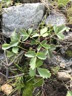 Imagem de Potentilla albiflora L. Billiams