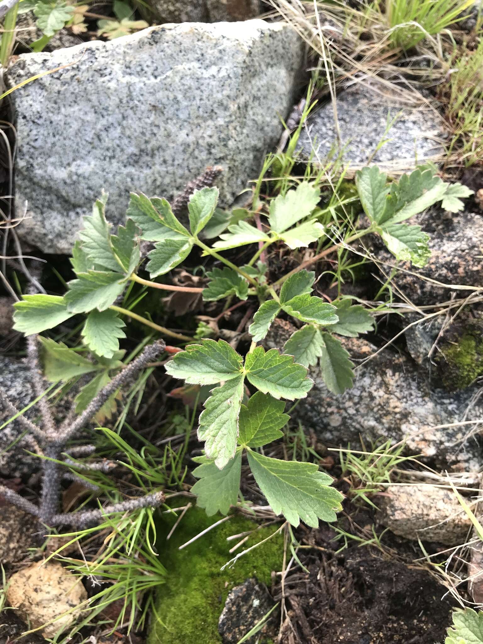 Image of whiteflower cinquefoil