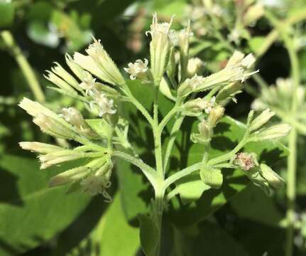 Mikania cordifolia (L. fil.) Willd. resmi