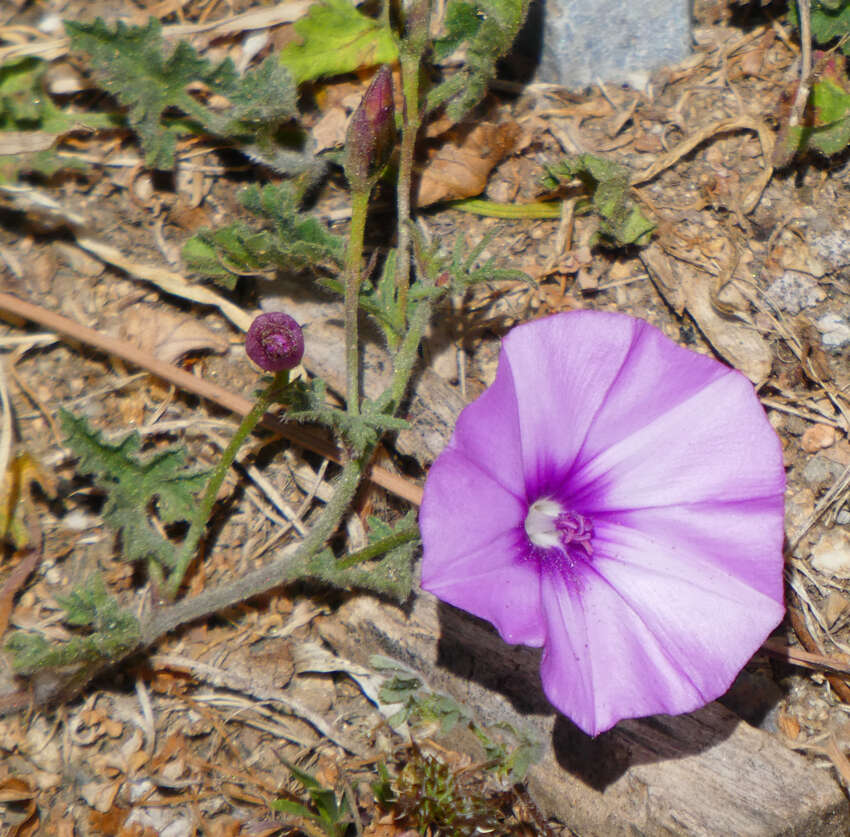 Image of mallow bindweed