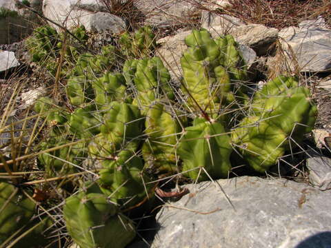 Image of Echinocereus pentalophus subsp. pentalophus