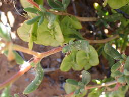 Image of Tetragonia sarcophylla Fenzl